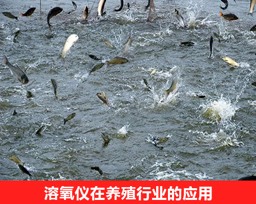 溶氧儀在養殖行業的應用